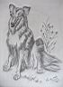 88-Perro Labrador-30x21.jpg